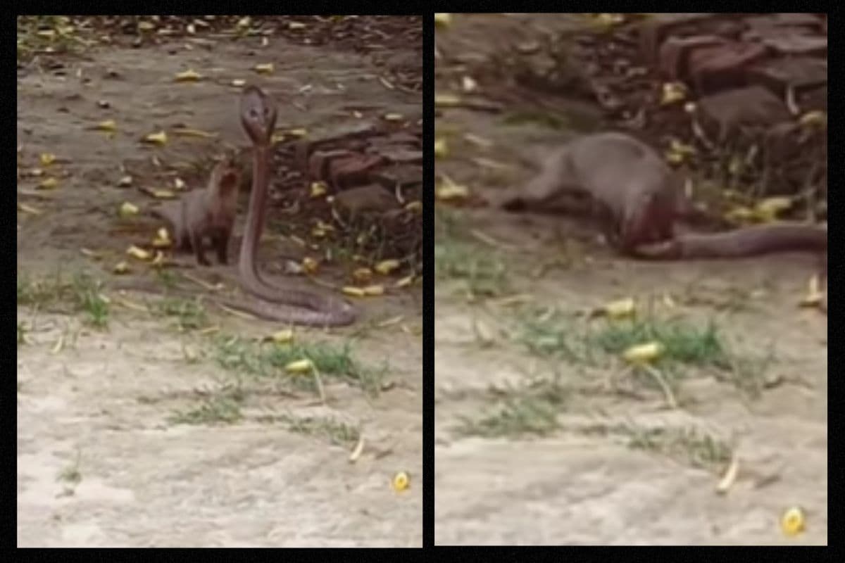 Viral Video