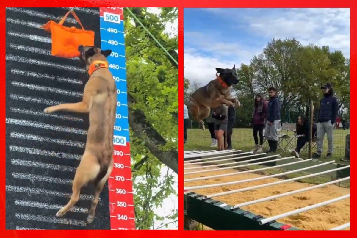 Viral Video: फटी रह जाएंगी आंखें! हैरान कर देगा इस कुत्ते का कारनामा, वायरल हो रहा वीडियो