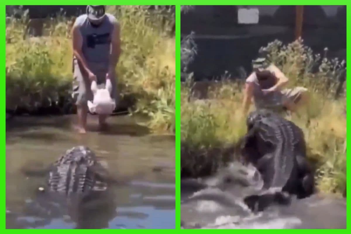 Viral Video: वीडियो देख कांप जाएगा कलेजा, जिंदा निगल जाता मगरमच्छ! बाल-बाल बची जान