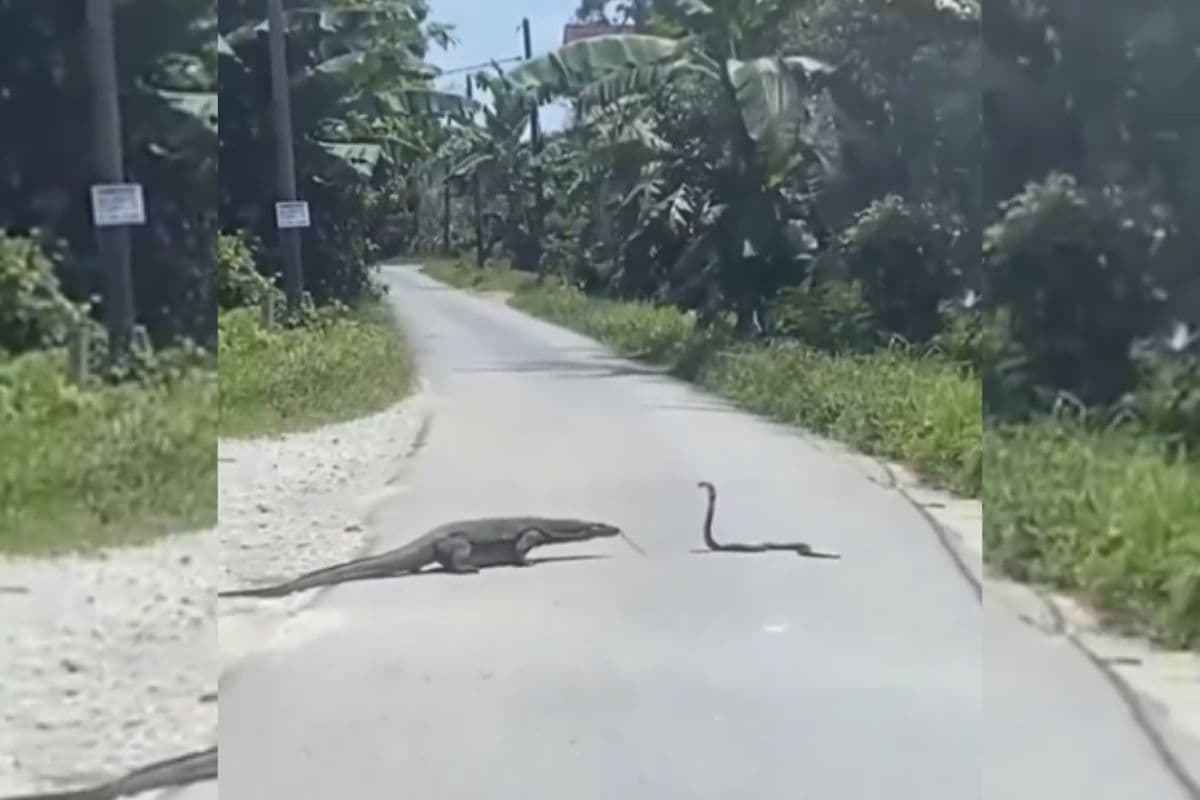 Viral Viral: कोमोडो और कोबरा की जंग में कौन बना विजेता? वायरल हो रहा वीडियो