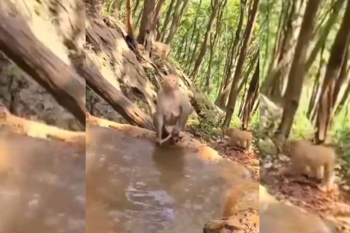 Viral Video: पानी के बच रही थी बेबी बंदर, मां ने जबरन लगवा दी डुबकी, वीडियो देखकर आ जाएगी हंसी