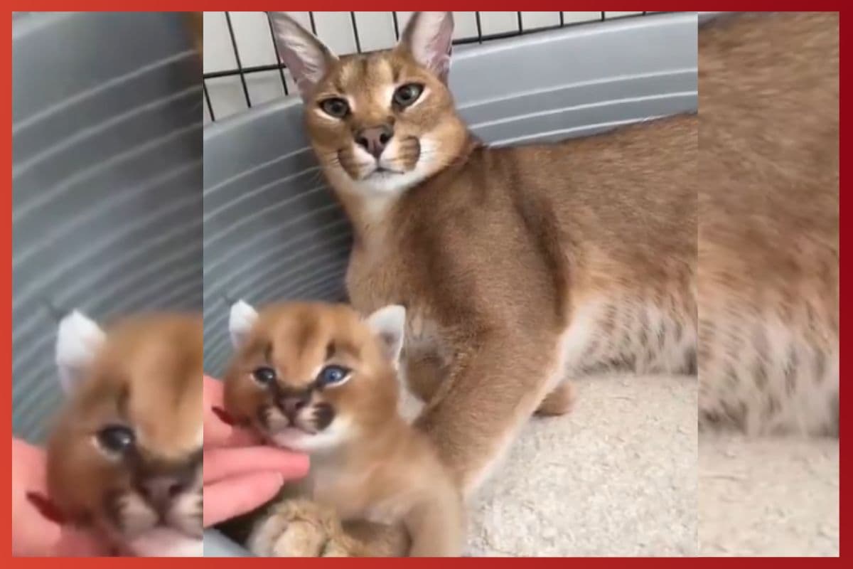 Viral Video: मां से बड़ा रखवाला कोई नहीं, दिल को छू लेगा यह वायरल वीडियो