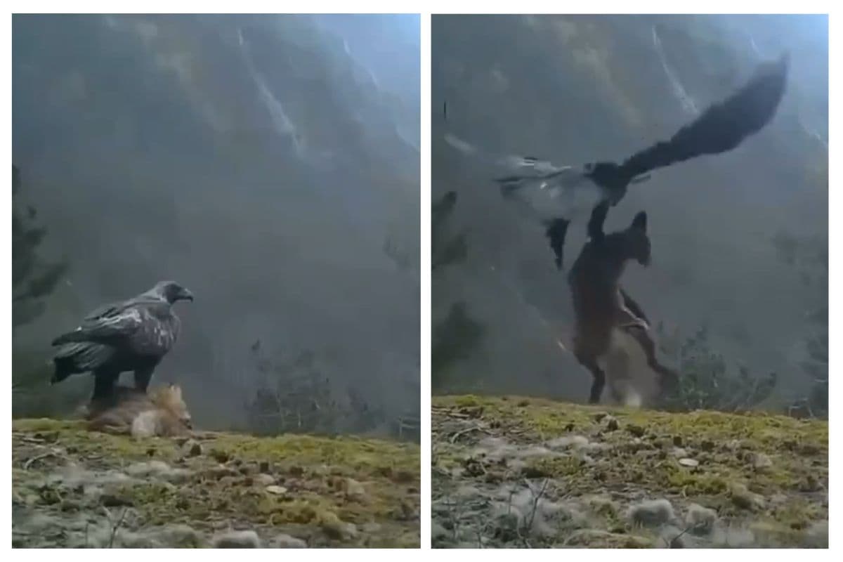 कमजोर दिल वाले इस वीडियो को न देखें! लोमड़ी को आकाश में ले उड़ा बाज, ताकत देख आंखों पर नहीं होगा यकीन