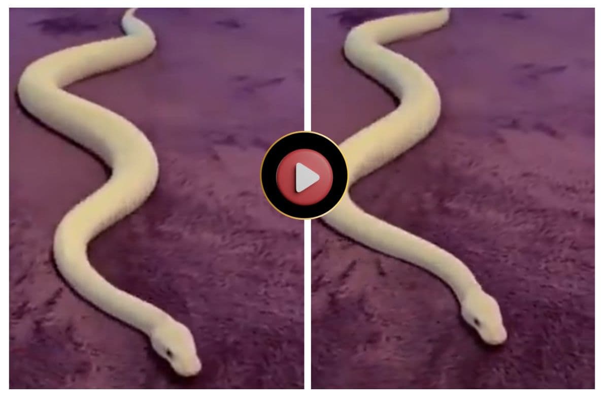 Viral Video: सांपों का सबसे बड़ा दुश्मन है यह कपड़ा! एक कदम भी नहीं रेंग सकता, यकीन न हो तो देख लें वीडियो