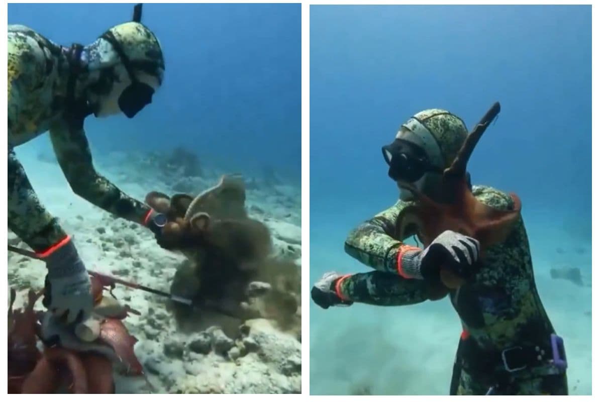 Viral Video: जान लेने पर उतारू हो गया ऑक्टोपस! अपने टेंटिकल्स से जकड़ लिया गला, वीडियो वायरल