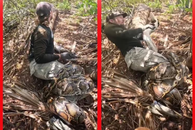 Viral Video: वीडियो देख हलक में अटक जाएगी सांसें… कमर तक कुंडली में जकड़ लिया अजगर, वायरल हो रहा वीडियो