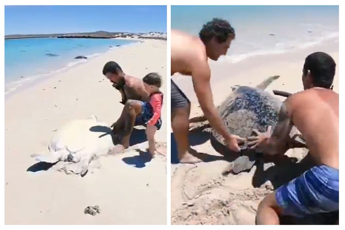 Viral Video: बीच पर उलट तड़प रहा था कछुआ, फरिश्ता बनकर आ गए दो शख्स, दिल को छू लेगा वीडियो