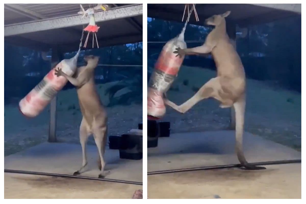 Viral Video: बॉक्सर कंगारू! पंच बैग पर मारा ऐसा किक, इंटरनेट पर मच गई धूम