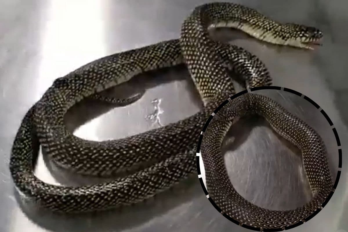 Viral Video: आत्म हत्या पर उतारू सांप! खुद को ही करने लगा खत्म, वीडियो देख सिहर जाएगा कलेजा