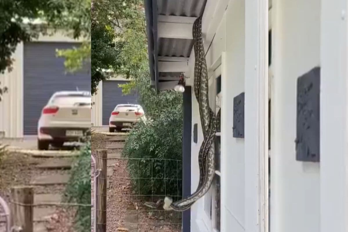 Viral Video: प्यार या तकरार! छत से लटके हुए थे दो भयंकर सांप, वायरल हो रहा वीडियो