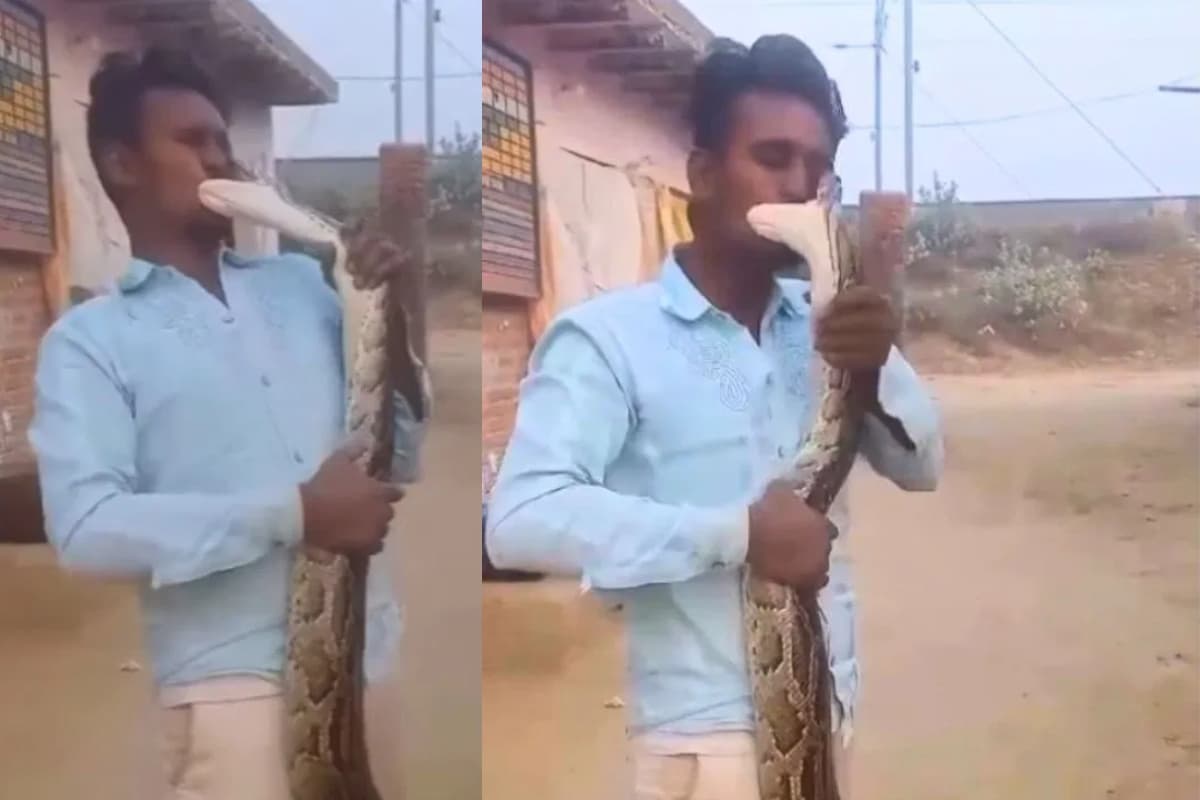 Viral Video: हीरोपंती पड़ी महंगी, अजगर ने युवक के चेहरे पर किया हमला, वीडियो देखकर हिल जाएंगे