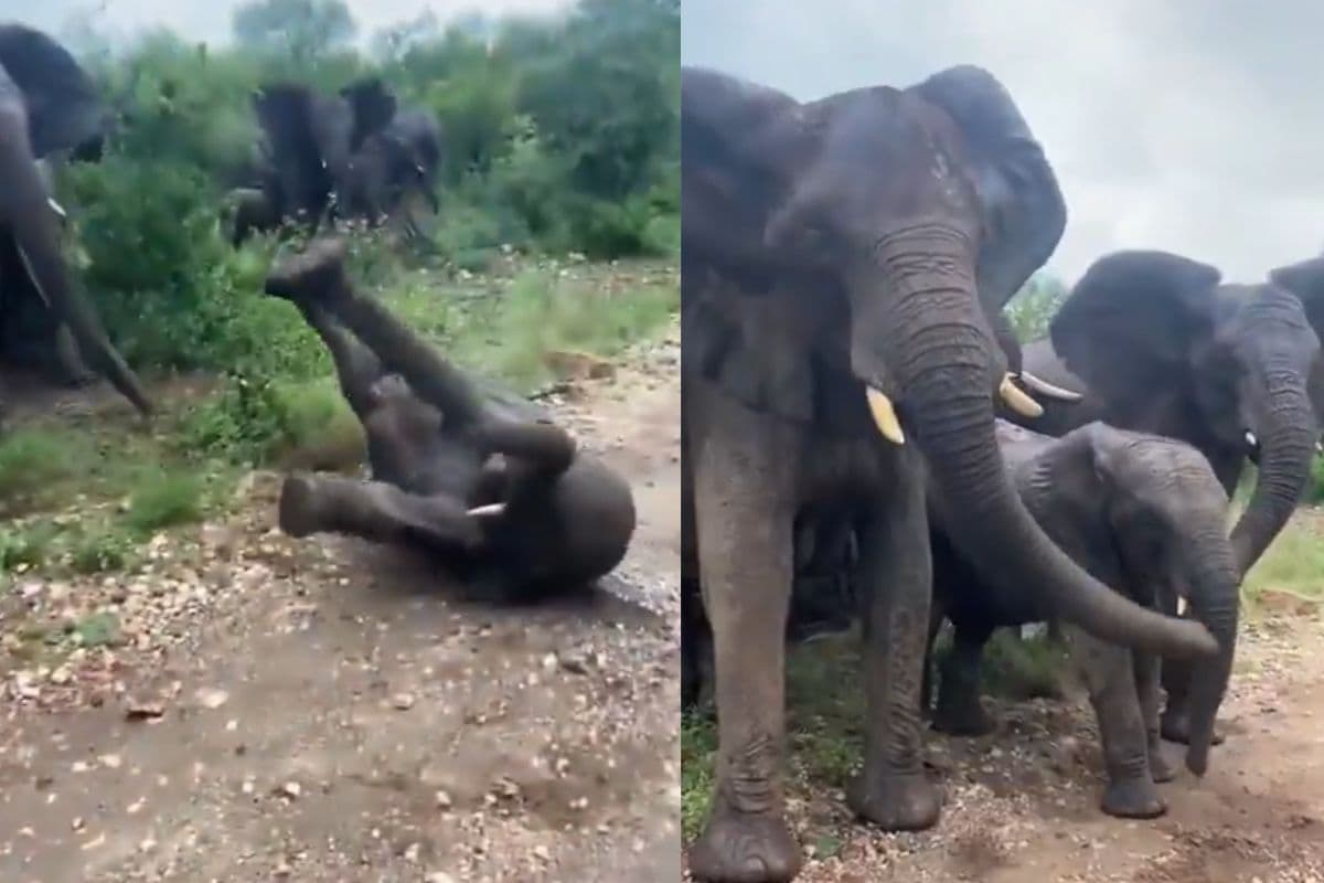 Viral Video: बड़ी बहन ने अपने भाई पर अचानक कर दिया हमला, बचाने आ गईं तीन बड़ी हथिनी, वायरल हो रहा वीडियो