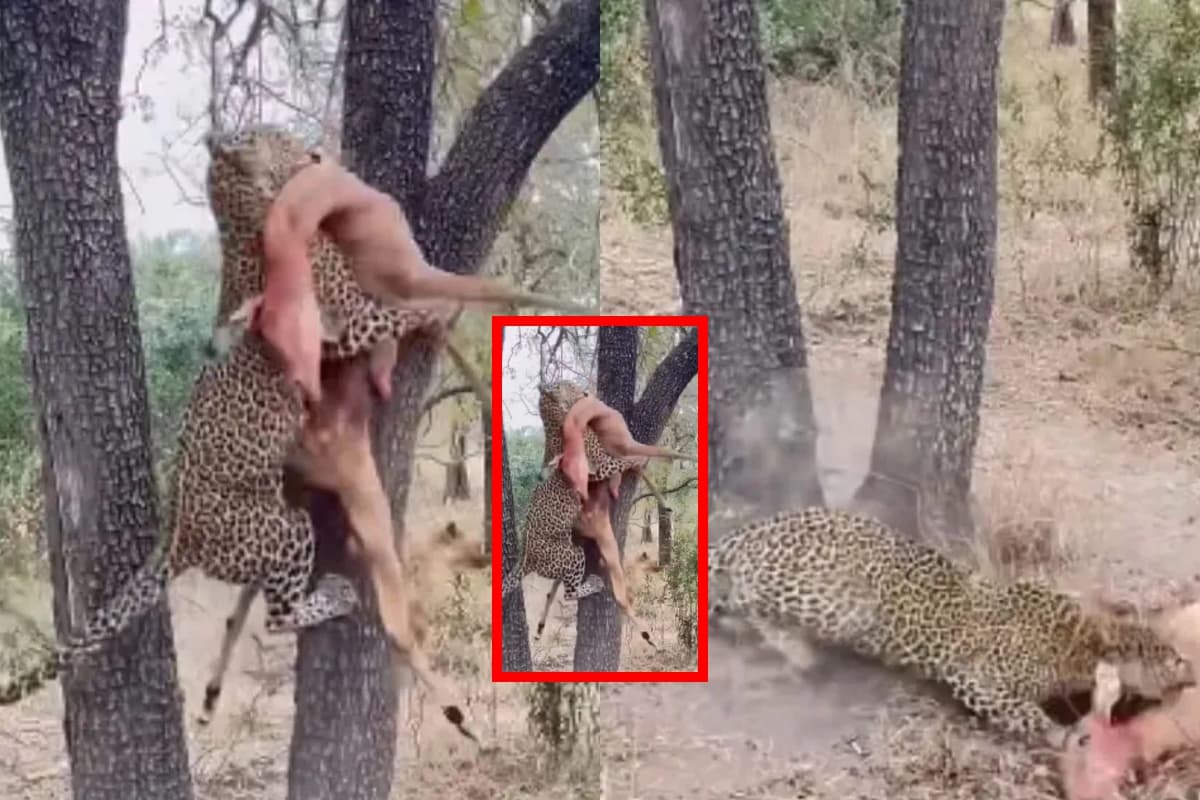 तेंदुए की फुर्ती ने लकड़बग्घे को किया फेल, वायरल वीडियो में दिखा जंगल का असली सिकंदर