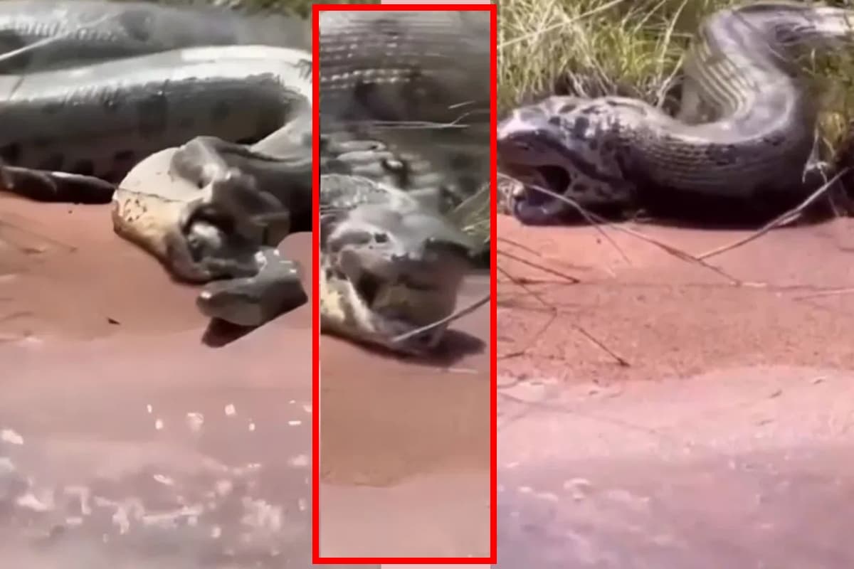 Viral Video: जब भूख लगी तो एनाकोंडा ने निगल लिया दूसरा सांप, वो भी जिंदा!