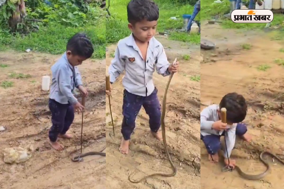 VIRAL VIDEO: बाप रे, छोटा-सा बच्चा बना स्नेक कैचर! चुटकियों में पकड़ लिया 10 फीट लंबा सांप