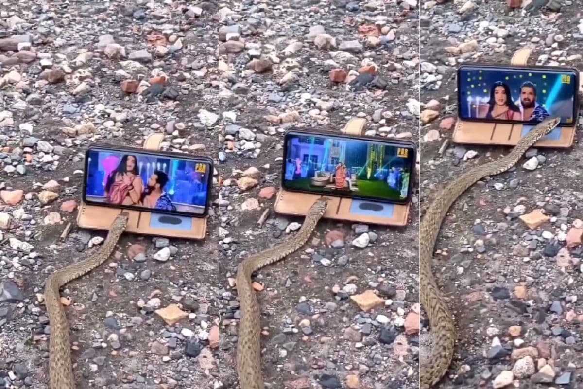 Bhojpuri Song Snake Viral Video: सांप को भाया खेसारी लाल का भोजपुरी गाना, मोबाइल पर देखकर दिया गजब रिएक्शन