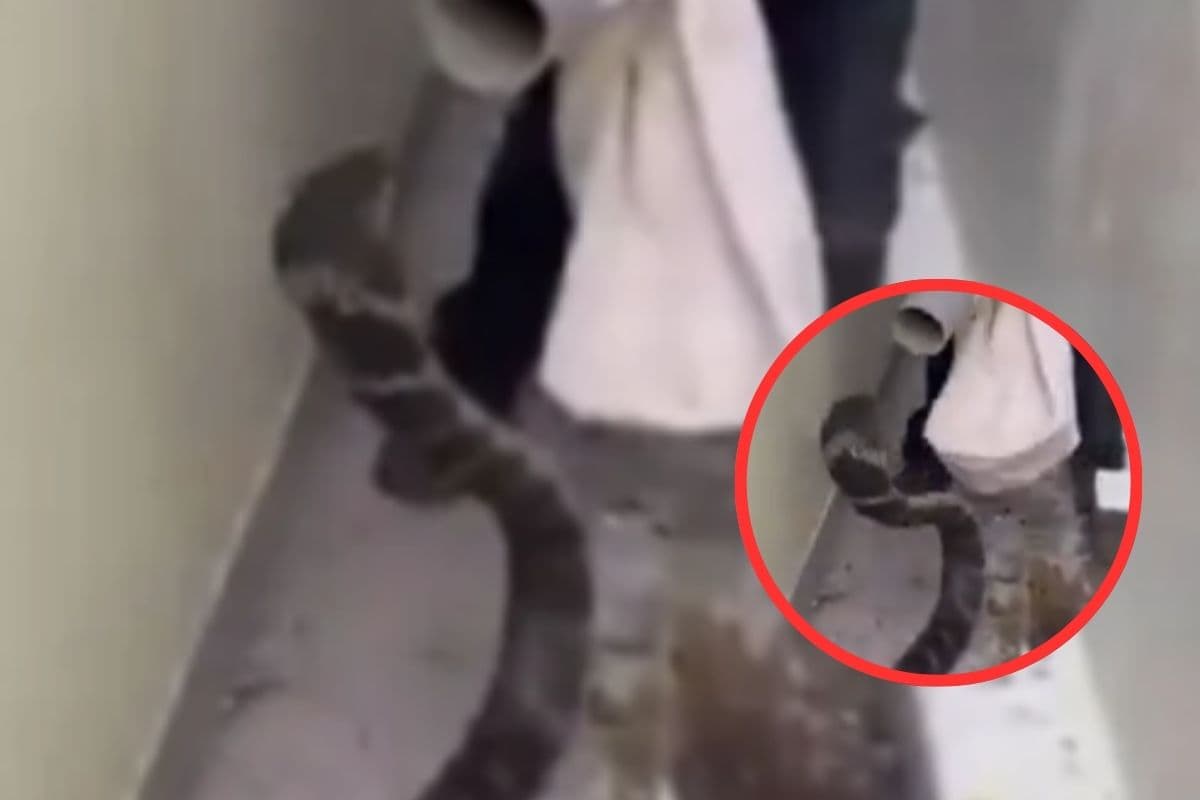 Viral Video : बाप रे! कोबरा है कि आदमी, झट से हो गया खड़ा