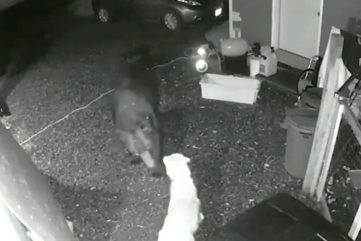 Viral Video: भालू के सामने डटकर खड़ा हो गया कुत्ता, साहस देख हैरान हो गया ब्राउन बियर, वायरल हो रहा वीडियो