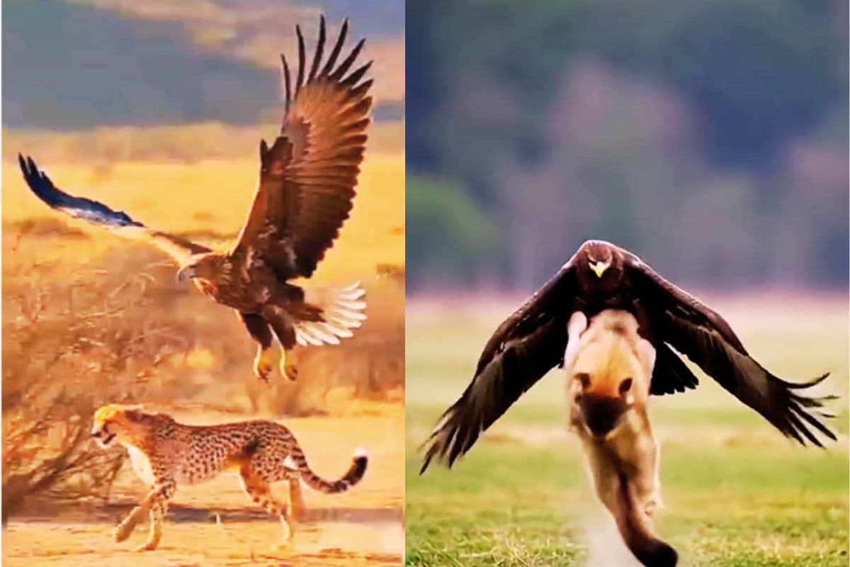 Viral Video Eagle Cheetah and Wolf Viral Video Eagle Cheetah and Wolf