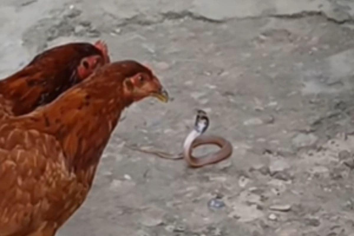 Viral Video : सांप को मुर्गी ने पटक–पटक के मारा, फिर खाया, वीडियो देखकर चौंक जाएंगे