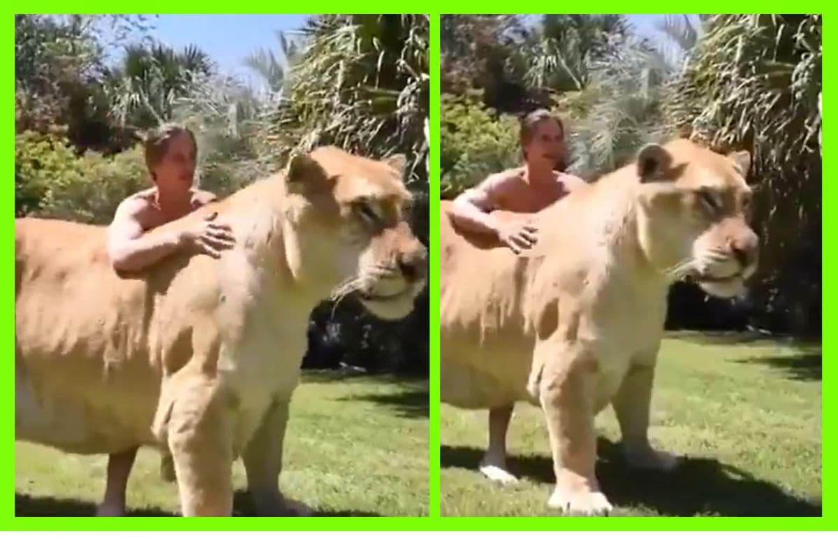 Viral Video: न Tiger न Lion, इस जानवर को देखकर चौंक जाएंगे आप, वायरल हो रहा वीडियो