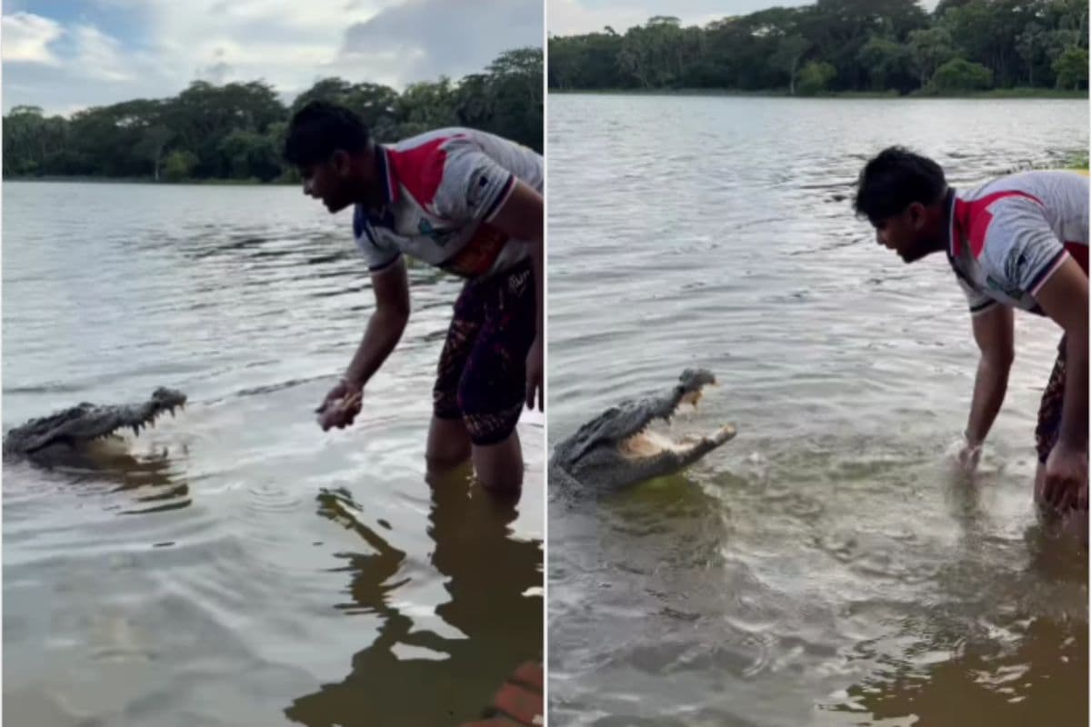 Viral Video Man feeding Crocodile Viral Video Man feeding Crocodile