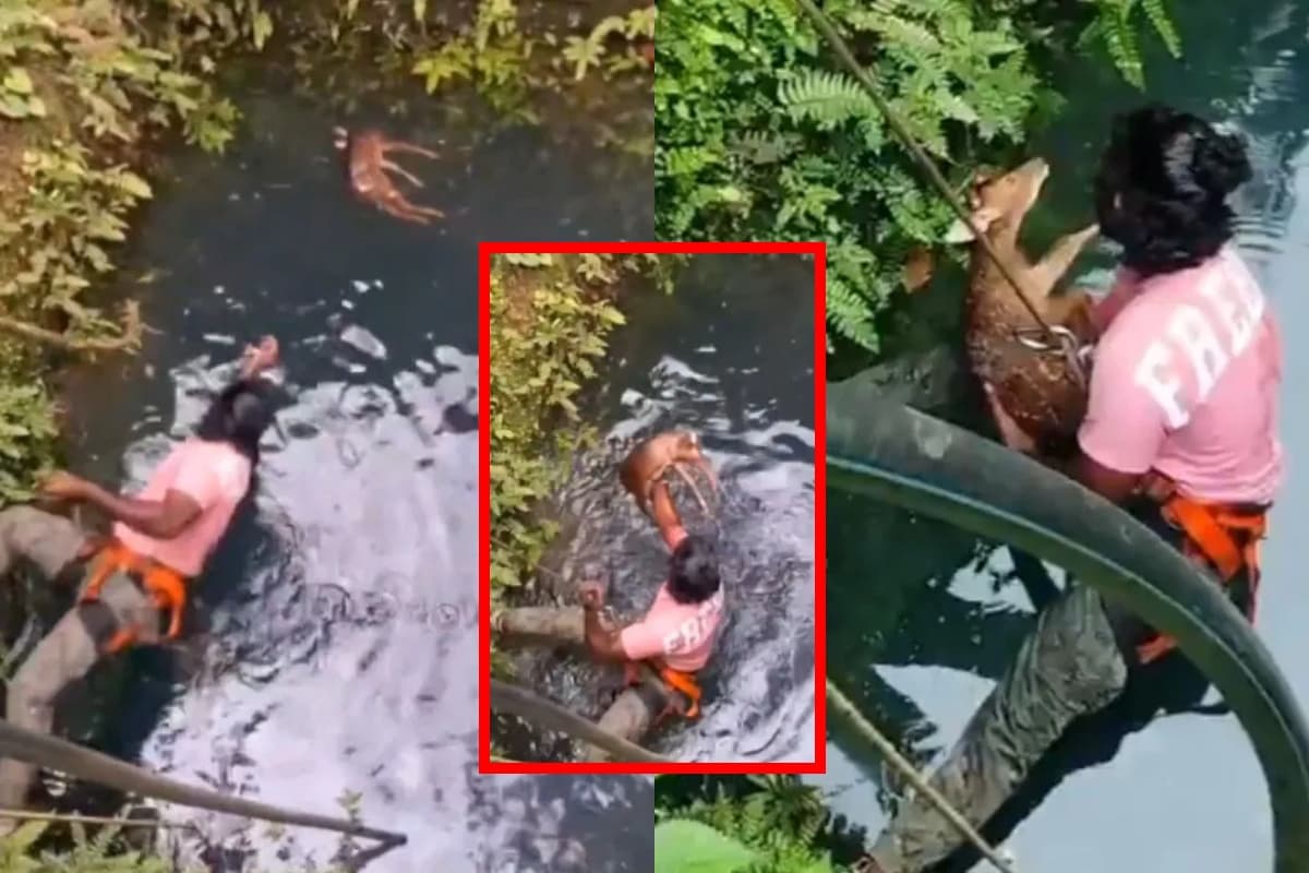 Viral Video: बंदे ने बचायी हिरण के बच्चे की जान, पेश की असली मानवता की मिसाल