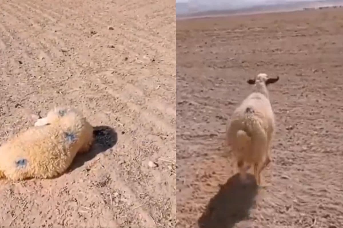 Viral Video: झुंड छूट जाए पर नींद न टूटे, इस भेड़ को देखकर नहीं रोक पाएंगे हंसी, वायरल हो रहा वीडियो