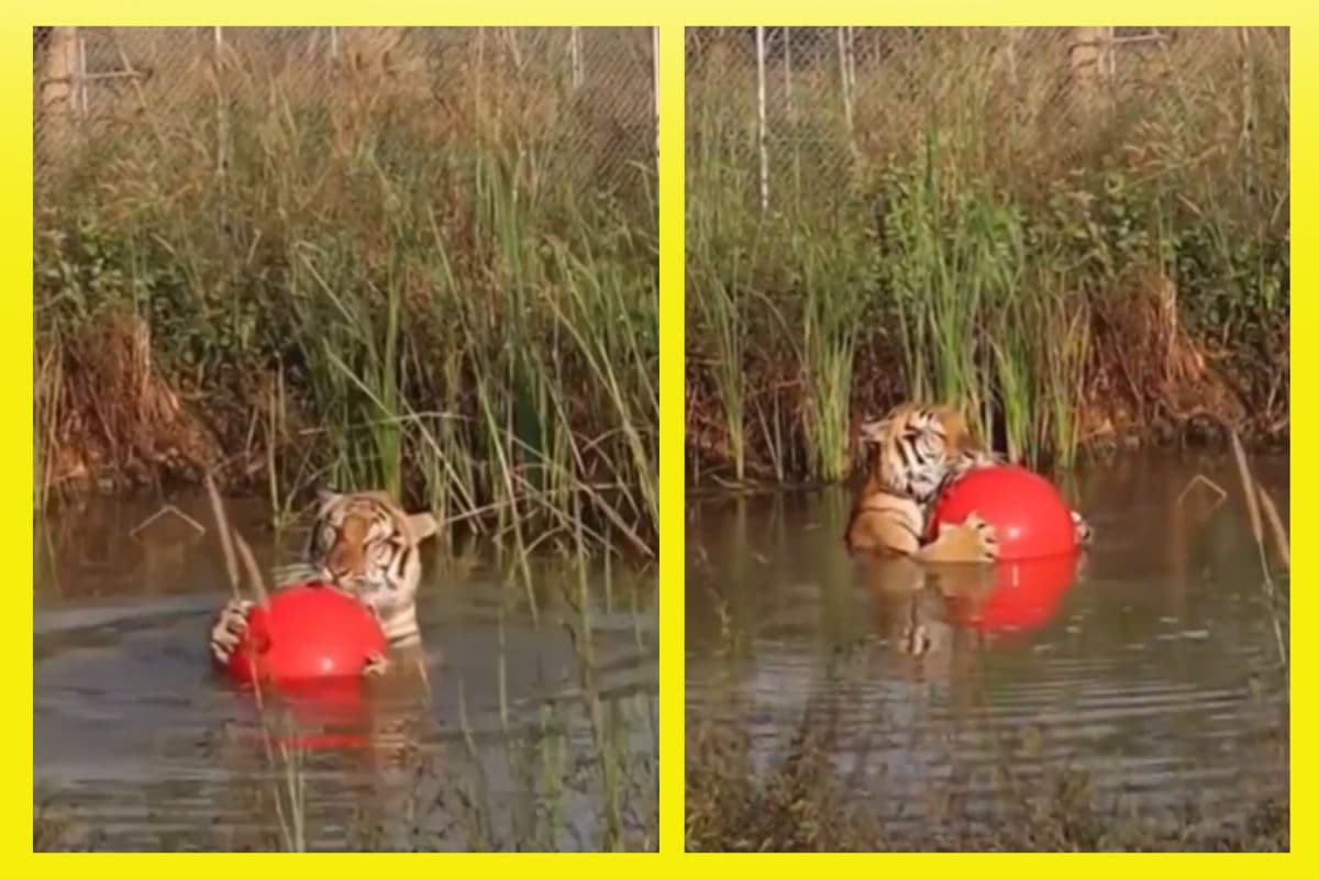 Viral Video: पानी में बच्चे की तरह बॉल से खेलने लगा टाइगर, वीडियो देख खिल जाएगा दिल