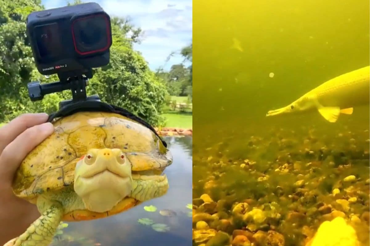 Viral Video: कछुए की पीठ पर बांध दिया कैमरा, गहरे पानी में फिर जो दिखा, चौंक गए सभी