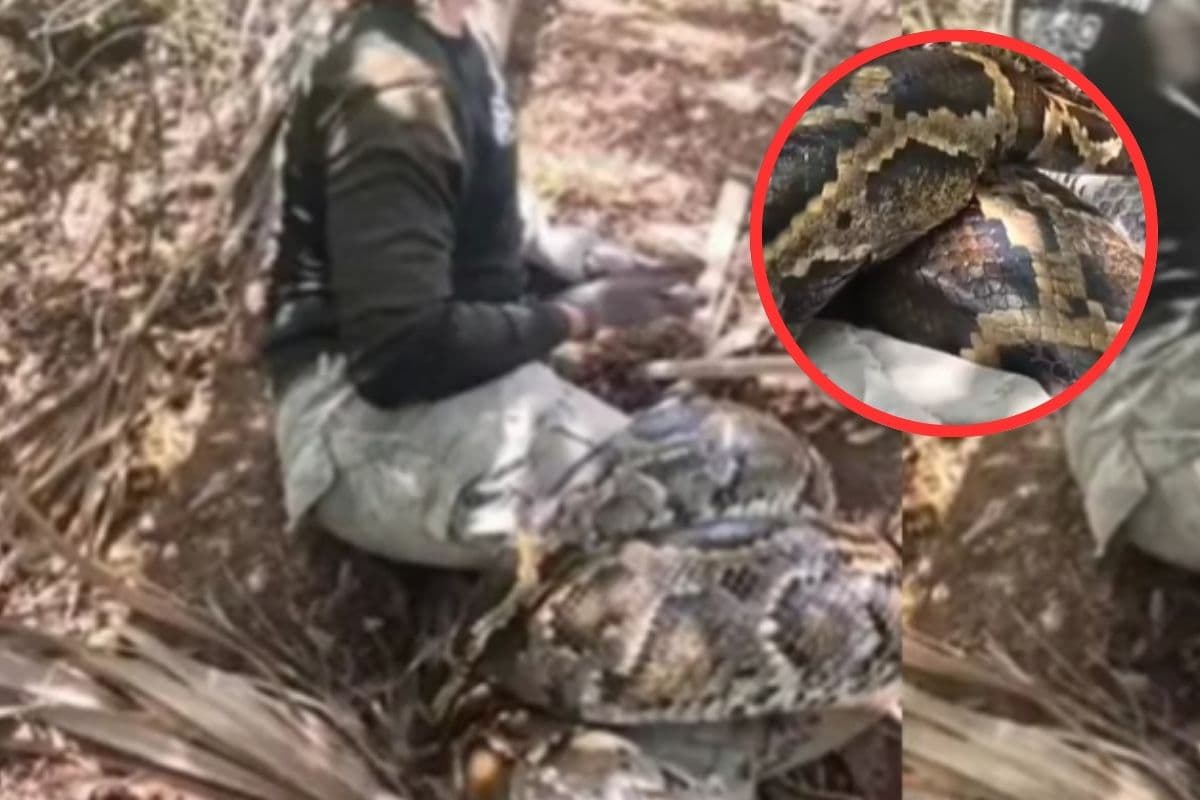 Viral Video : अजगर का खतरनाक हमला, कमजोर दिलवाले ना देखें ये वीडियो