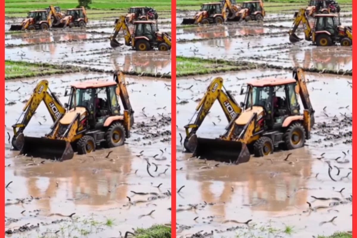 Viral Video: कीचड़ खेत में सांपों का जखीरा, वीडियो की सच्चाई जान रह जाएंगे दंग