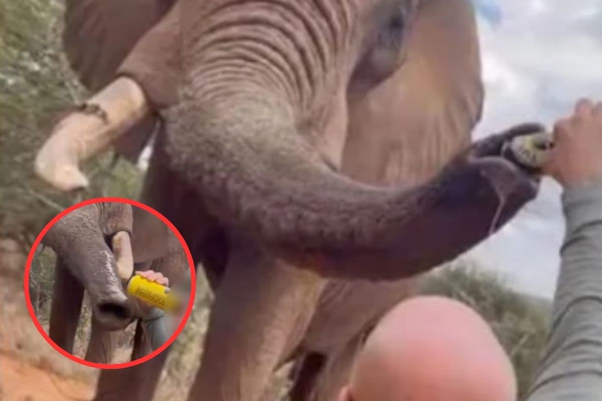 Viral Video : हाथी को शख्स ने पिला दी बीयर, देखें चौंका देने वाला ये वीडियो