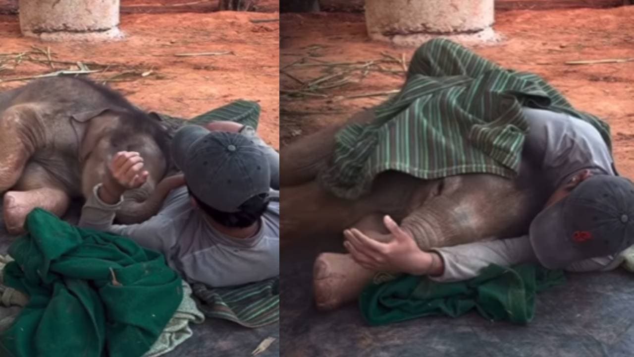 Viral Video: एक ही कंबल ओढ़ इंसान के साथ सोता दिखा नन्हा हाथी, अनोखी दोस्ती का वीडियो देख बन जाएगा आपका भी दिन