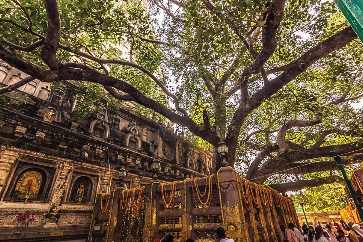 bodhi tree| The Bodhi tree was cut down three times but is still alive bodhi tree| The Bodhi tree was cut down three times but is still alive