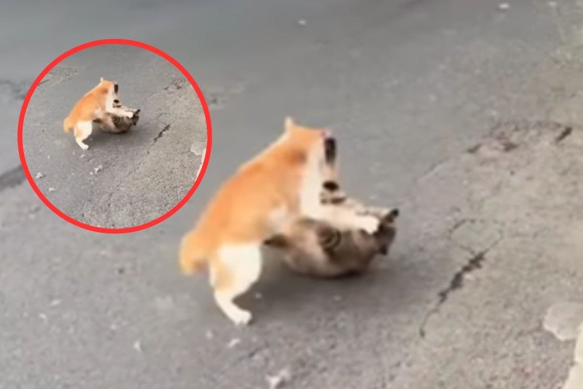 Viral Video: बिल्लियों का महासंग्राम, कार से टक्कर के बाद भी नहीं रुका झगड़ा