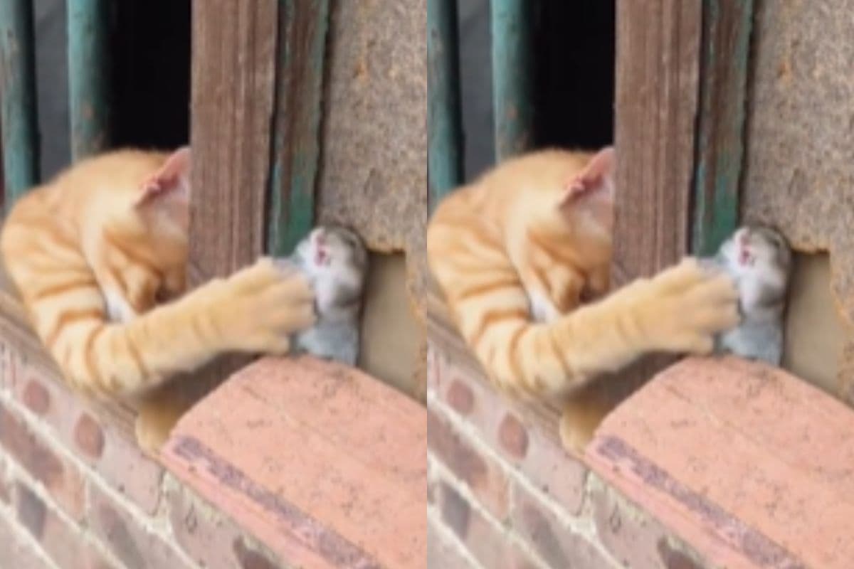 Viral Video: चूहे और बिल्ली के बीच छिड़ी जंग, देखें वीडियो