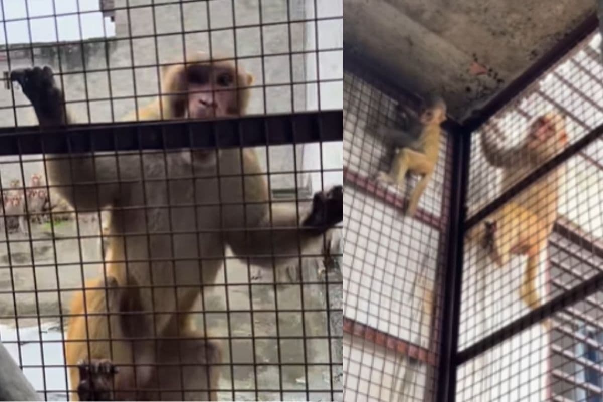 Viral Video: घर में फंसा बच्चा, तो बचाने आ गई पूरी बंदर सेना, फिर झुंड ने जो किया देख कांप जाएगा कलेजा