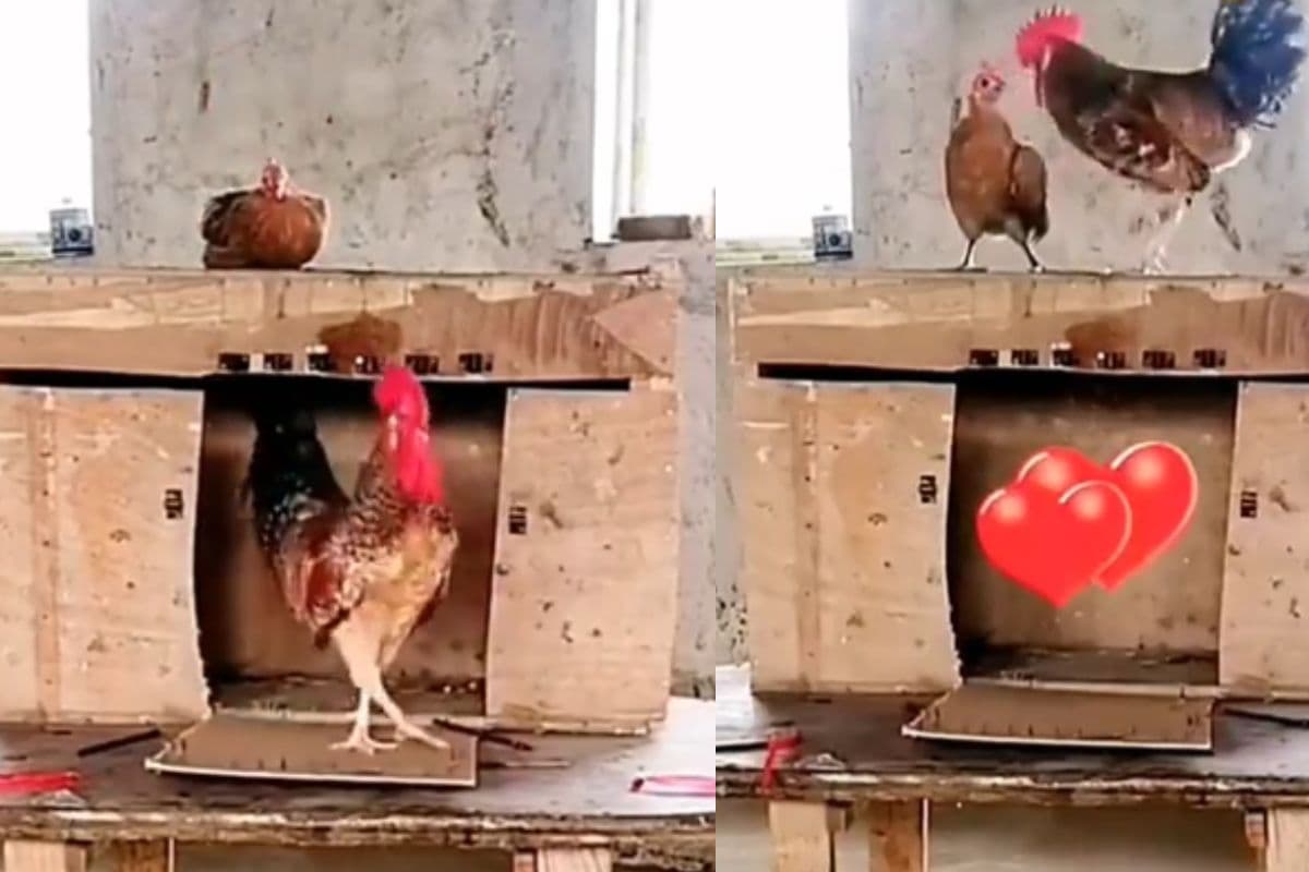 Viral Video: मुर्गा-मुर्गी का रोमांटिक Kiss, वायरल वीडियो ने मचाया धमाल