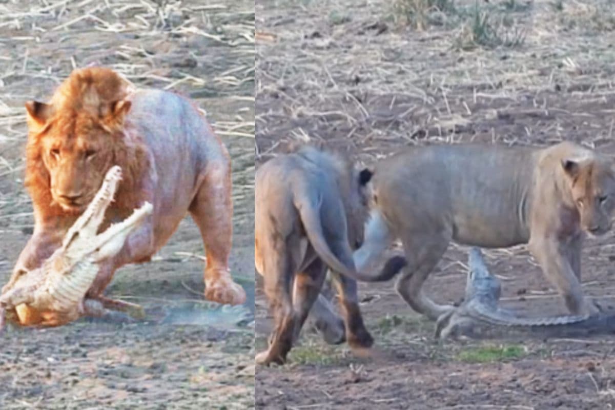 4 शेरों के बीच फंसा अकेला मगरमच्छ, मौत सिर पर थी फिर भी नहीं माना हार, देखिए Viral Video