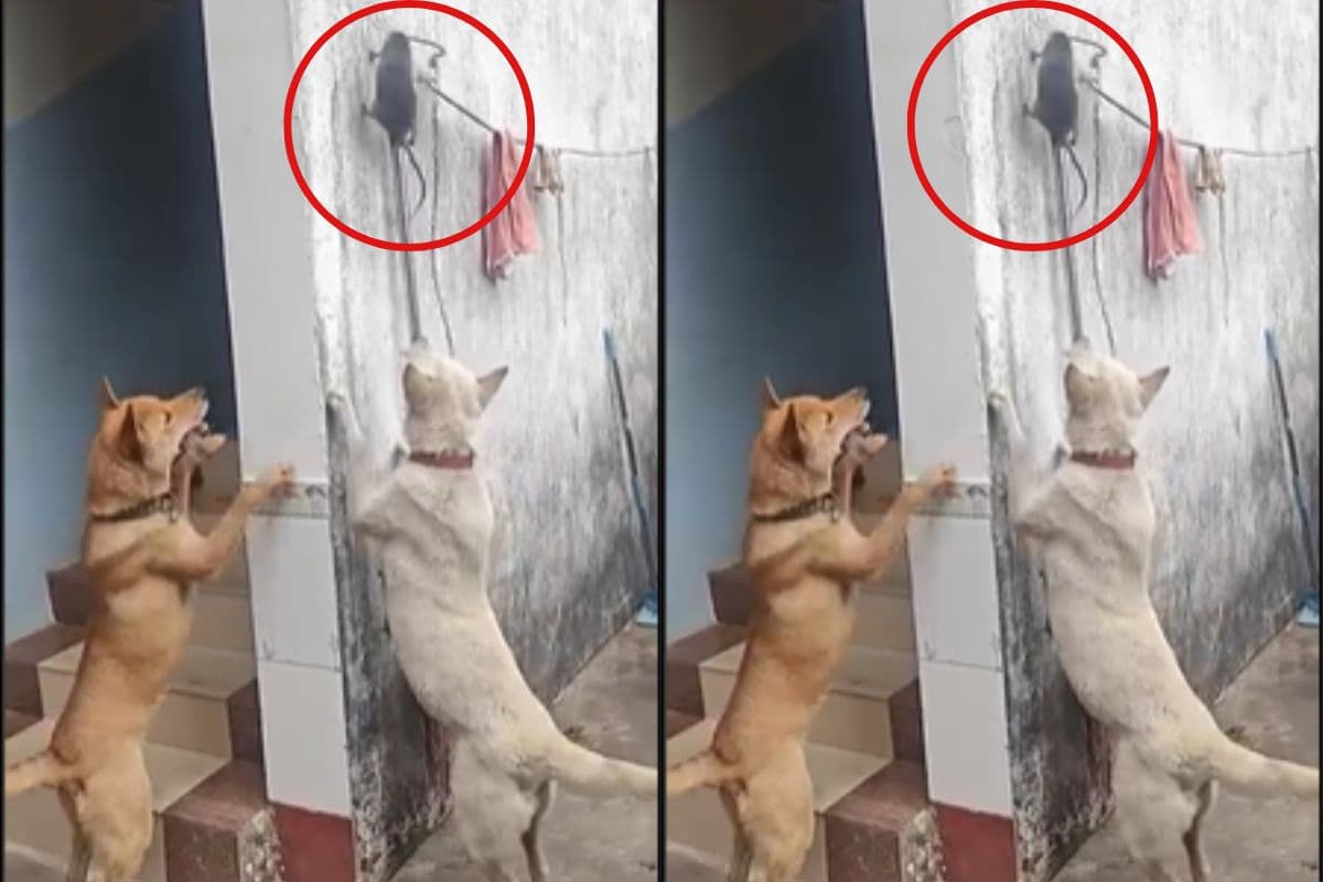 नीचे खड़ी थी मौत, ऊपर झाड़ू पर लटकता था चूहा, फिर हुआ कुछ ऐसा कि देखकर दंग रह गए लोग