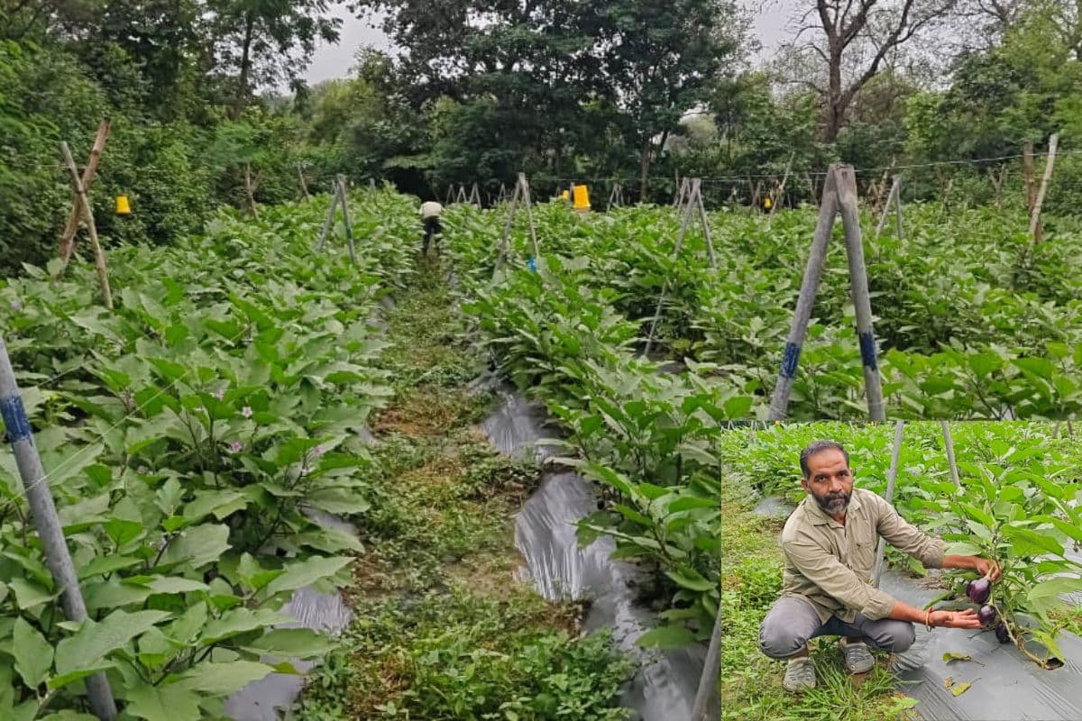 मुंबई में 10 साल तक की दिहाड़ी मजदूरी, सब्जी की जैविक खेती से झारखंड के किसान की ऐसे बदल गयी जिंदगी