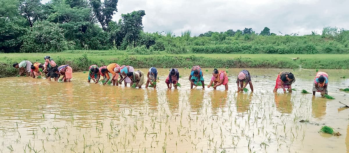 Seraikela Kharsawan News : जुलाई में मेहरबान रहा मॉनसून, अबतक 66.33% रोपनी हो सकी