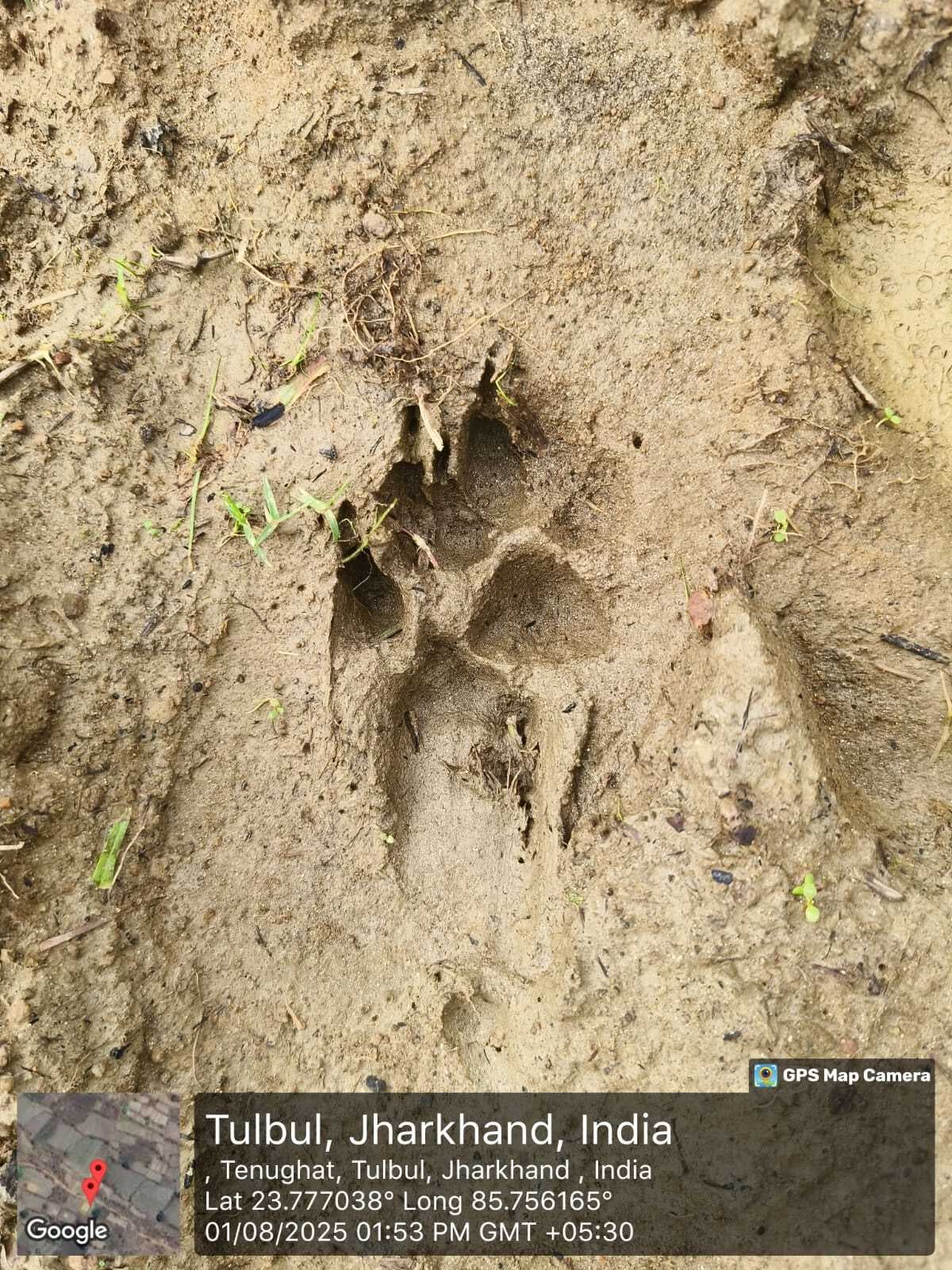 Bokaro News : गोमिया के खेतों में तेंदुआ देखे जाने की चर्चा