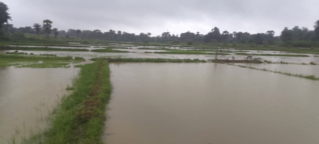 पोड़ैयाहाट में मूसलधार बारिश से जनजीवन अस्त-व्यस्त, खेतों में नुकसान