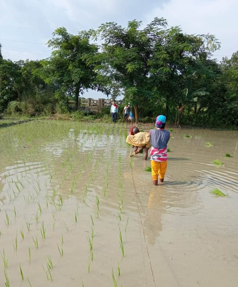 Saran News : बारिश के बाद धानरोपनी में जुटे किसान