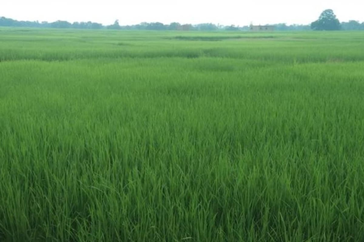 Ranchi news : झारखंड में 17.88 लाख हेक्टेयर के मुकाबले 10.48 लाख हेक्टेयर में लगा धान