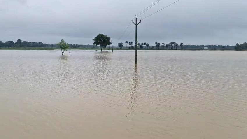 खेतों में भरा पानी, डूब गयी धान व कलाई की फसल