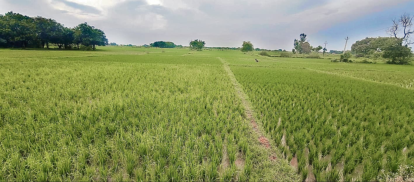 Gopalganj News : धूप-छांव के बीच रुक रुक कर हुई बारिश, ऑरेंज अलर्ट जारी