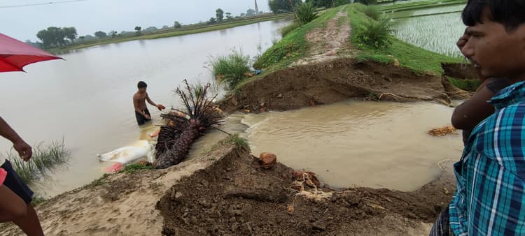 गिद्धौर में मूसलाधार बारिश से तबाही, टूटा तटबंध, डूबी सैकड़ों एकड़ फसल, आवागमन प्रभावित